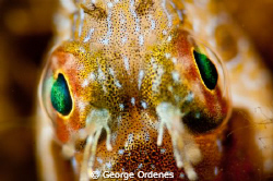 I shot this Secretary Blenny at Blue Herron Bridge.  with... by George Ordenes 
